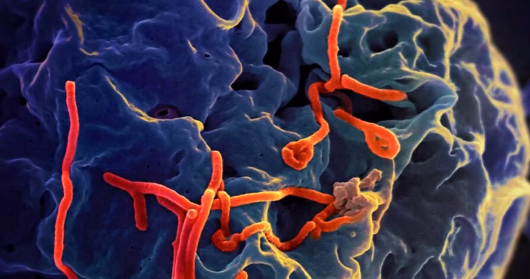bacteria bacillus thuringiensis expliqué simplement