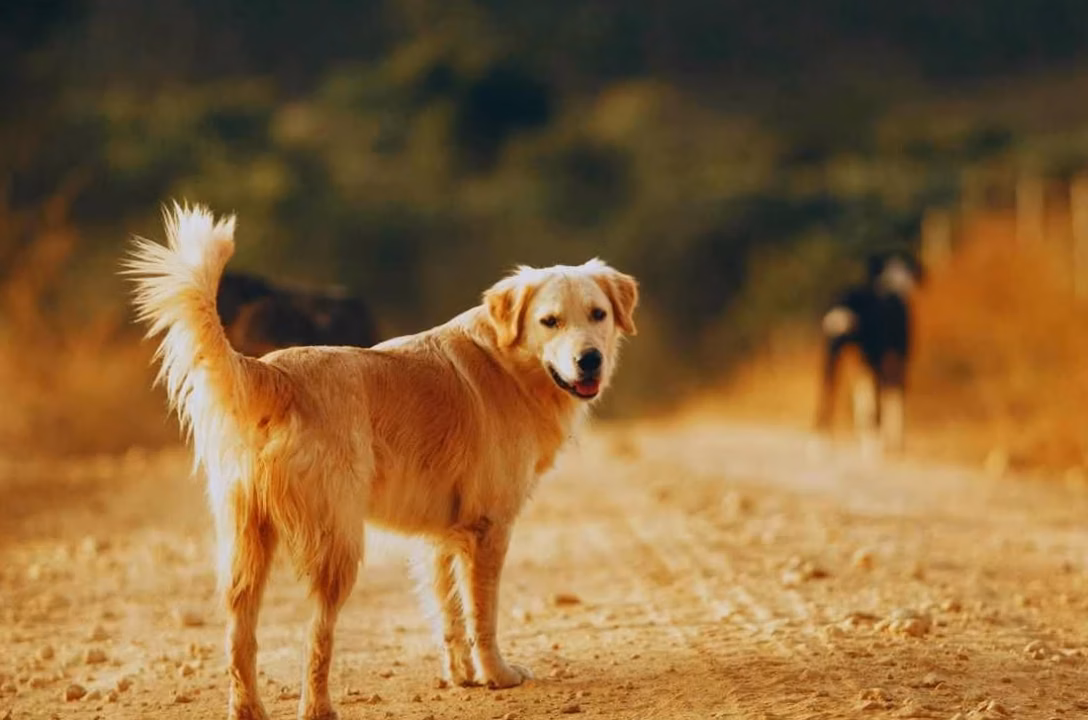 chien verrue : causes possibles et conseils vétérinaires