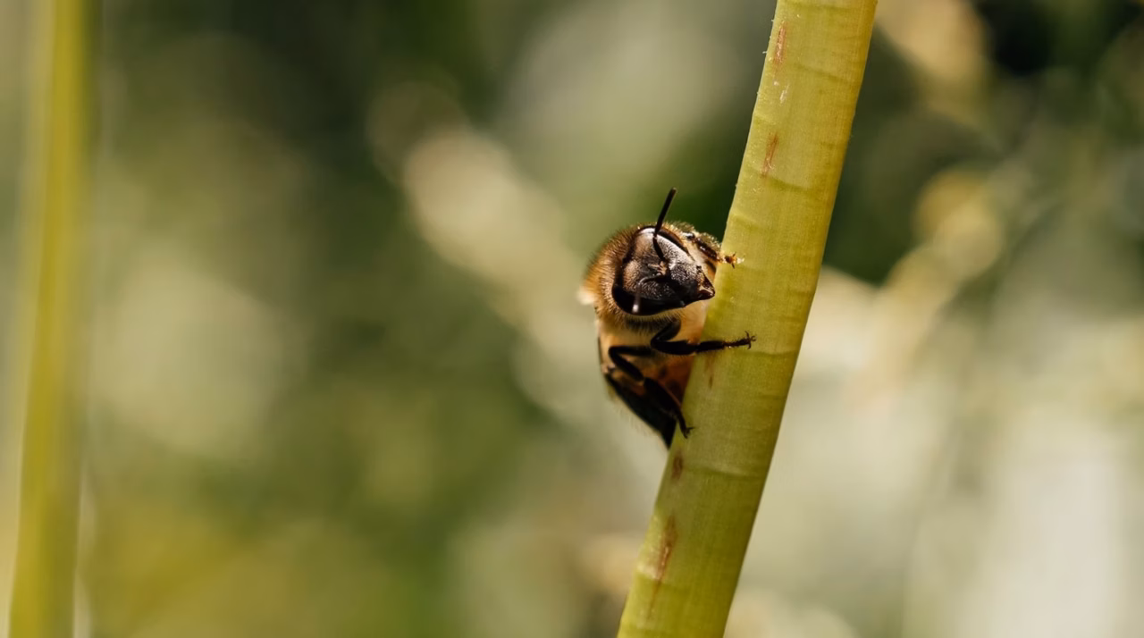 La cigale, un insecte comestible méconnu à essayer