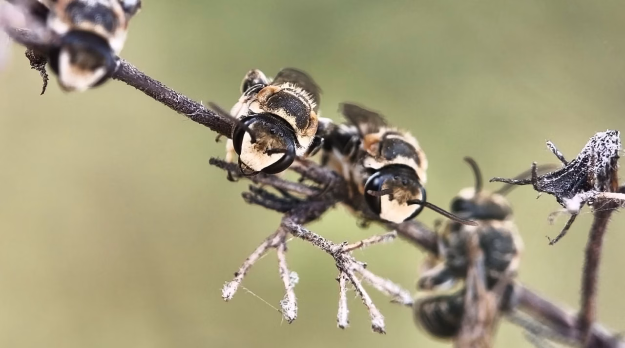 Un tour d&rsquo;horizon des différentes espèces d&rsquo;insectes