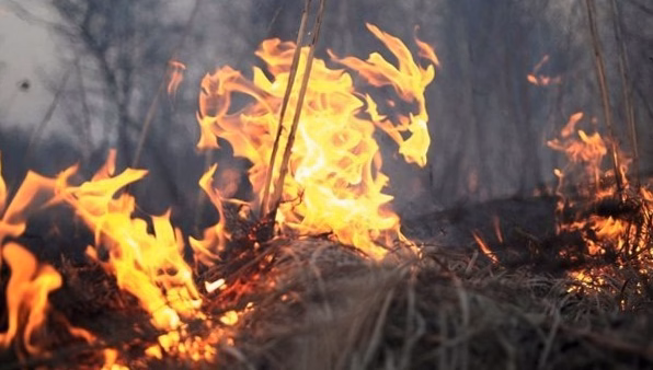 Faune sauvage : entre incendies, sécheresse et canicule, la chasse sonne le glas pour les populations déjà fragilisées