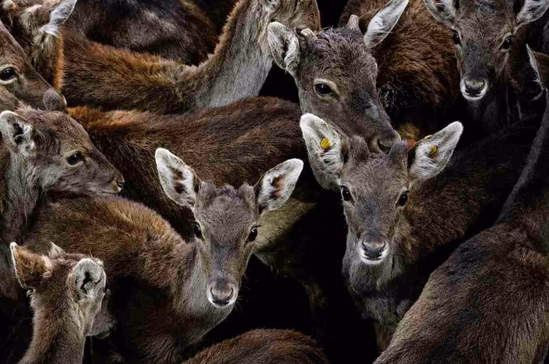 Comment l’IA métamorphose la faune sauvage en un spectacle poétique et captivant