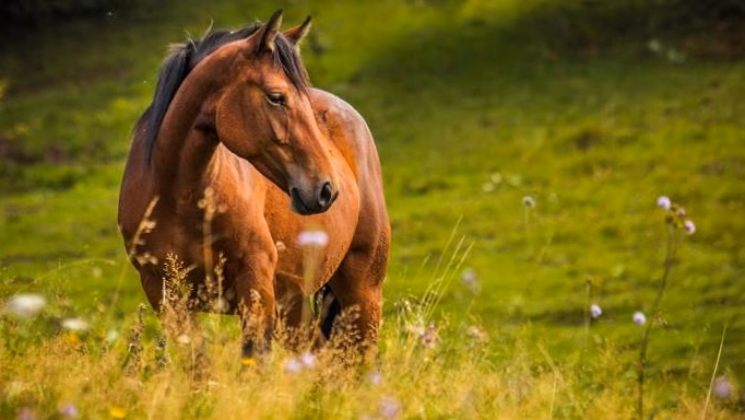 Des mustangs envoyés à l&rsquo;abattoir : une menace pour l&rsquo;avenir des chevaux sauvages américains ?