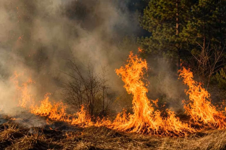 Sécheresse et incendies : les associations réclament un report de l’ouverture de la chasse pour préserver la nature